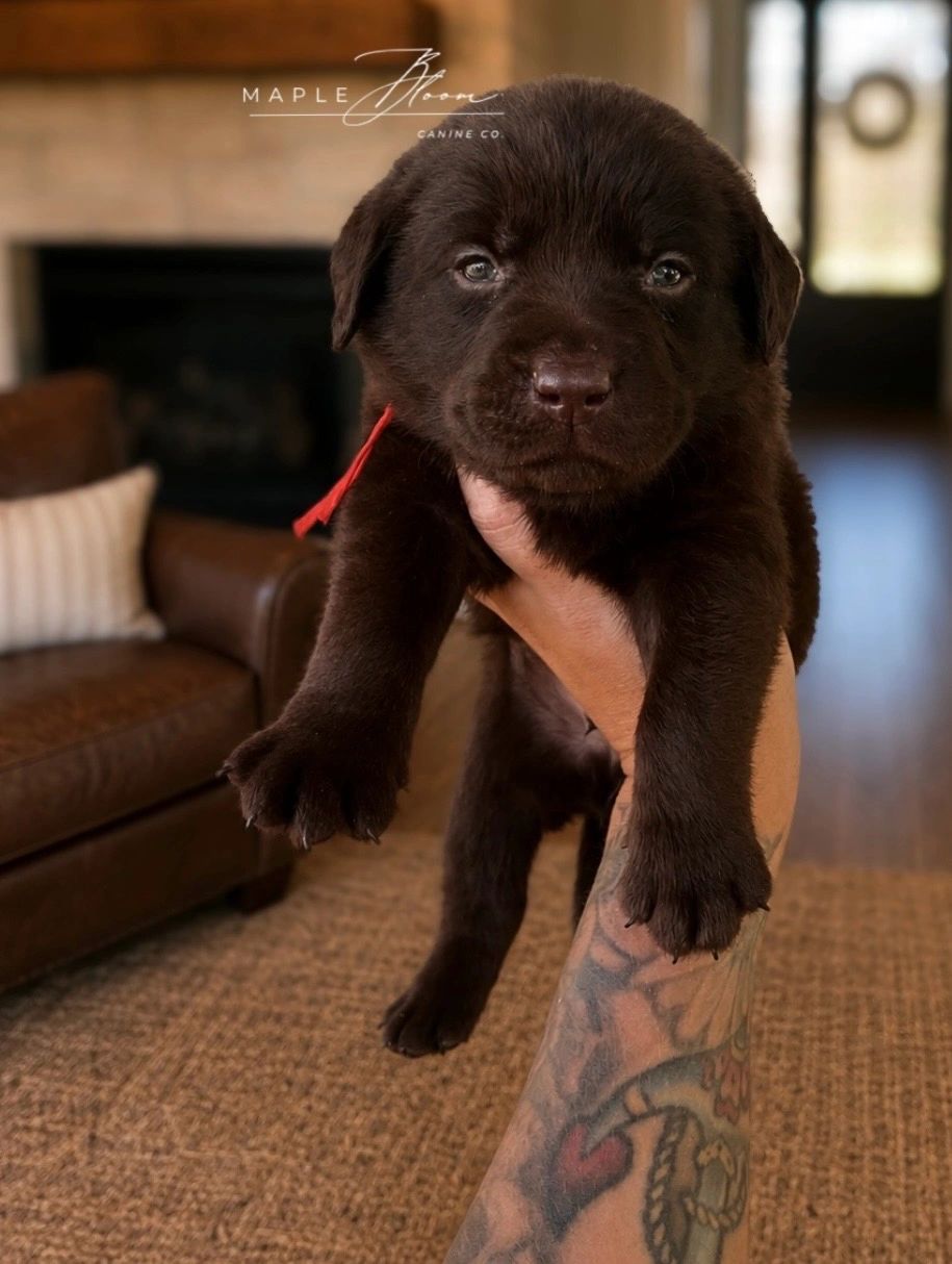 Adorable chocolate labrador puppy held up indoors.