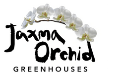 Jaxma Orchid