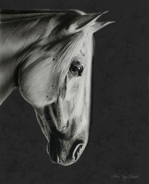 a charcoal drawing of horse head side profile