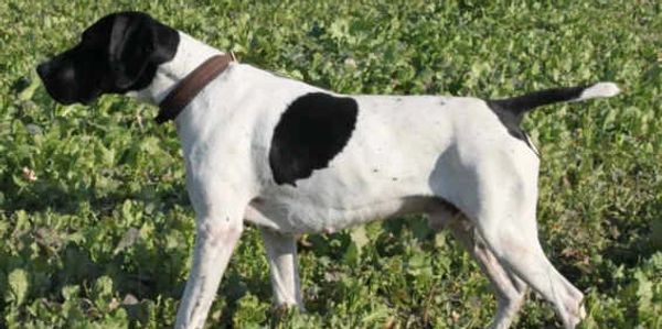 Ein schwarzer und weißer Hund steht auf einer grünen Wiese.