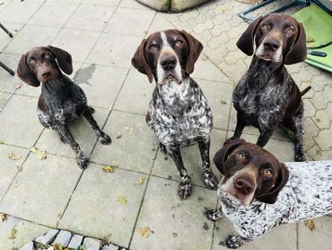 Four attentive German Shorthaired Pointer dogs outdoors.