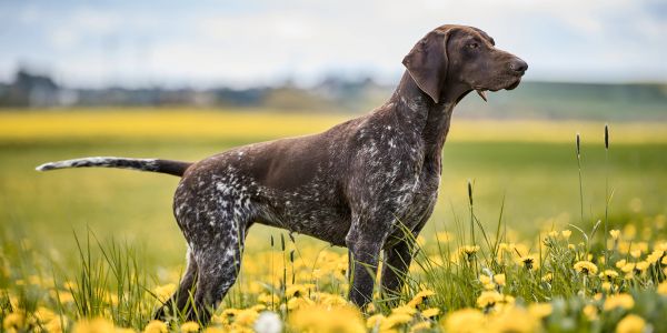 Ein braun-weißer Hund steht auf einer Wiese mit gelben Blumen.
