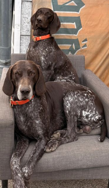 Two brown and white spotted dogs on a chair.