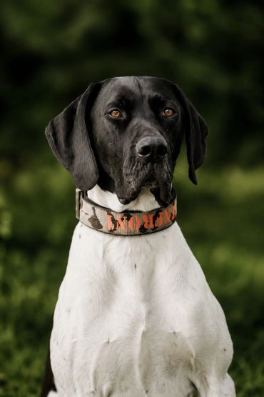 Black and white dog with a collar in an outdoor setting.