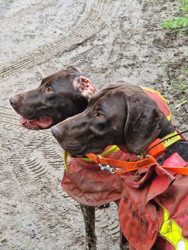 Two chocolate Labradors in orange vests on a muddy path.