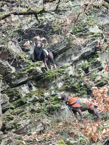 A ram standing on a mossy rocky cliff with a dog below.
