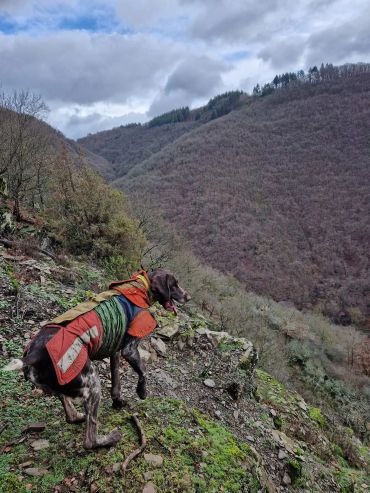 Dog in a colorful jacket on a mountain trail.