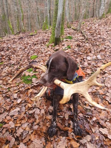 Dog carrying large antlers in forest.