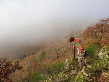 Dog overlooking a foggy autumn landscape.