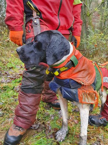 Hunting dog with handler in orange gear in forest.