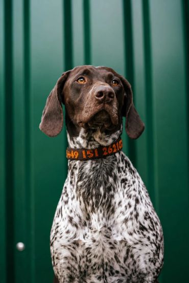 Portrait of a brown and white spotted dog with a numbered collar.