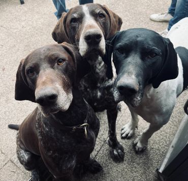 Three attentive dogs looking up.