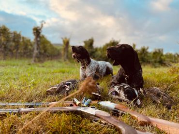 Two hunting dogs resting with shotguns and hunted birds.