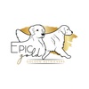 Epic Gold Golden Retrievers