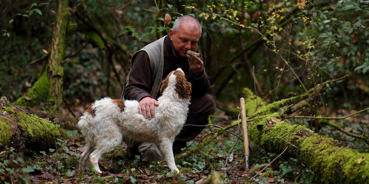Man and dog in forest with truffle.