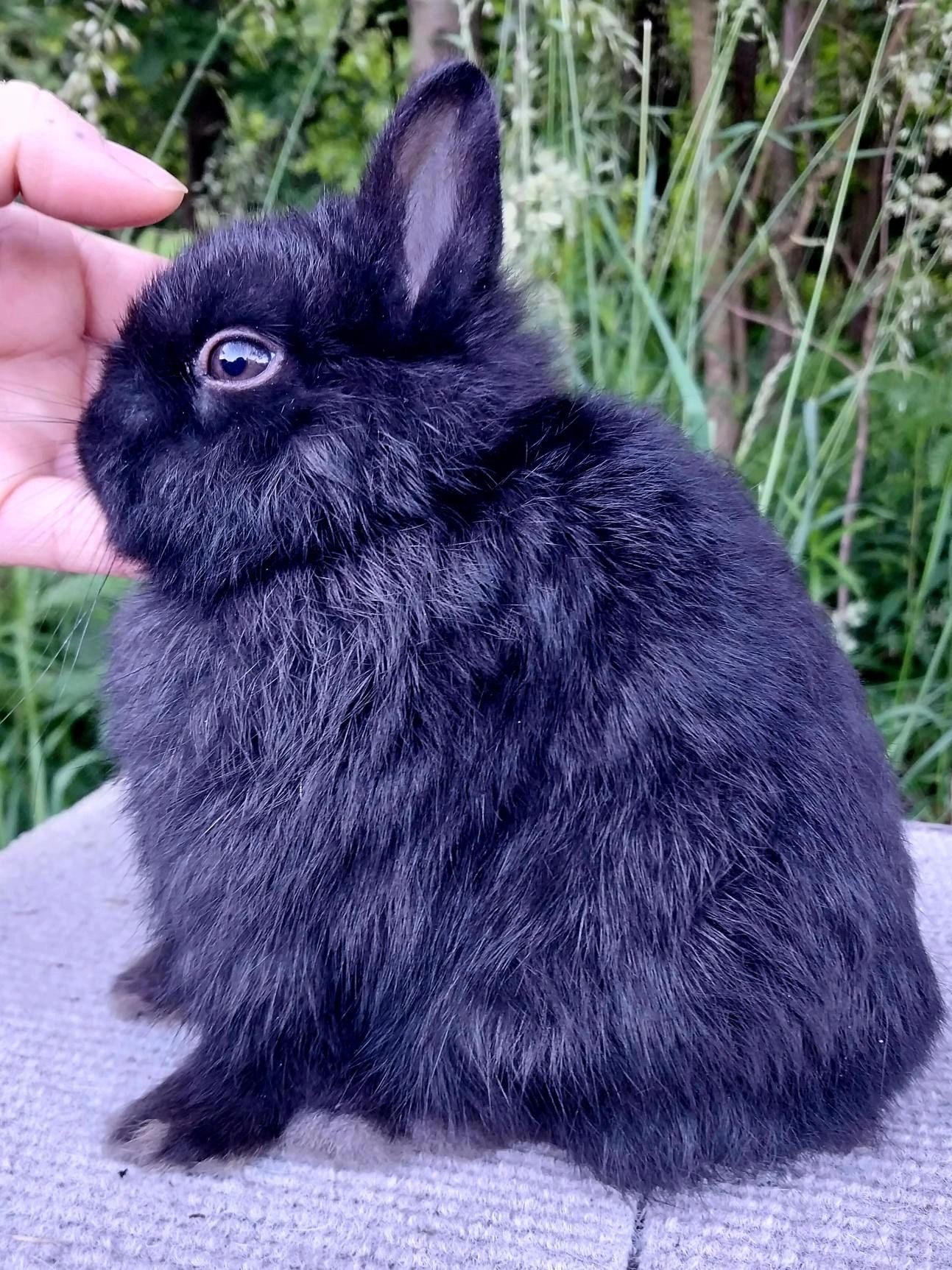 Netherland Dwarf Buck - ID KRB09
Tidbit - Pedigree (No VC/VM)
Color:  Black - Coming Soon
 - Not For