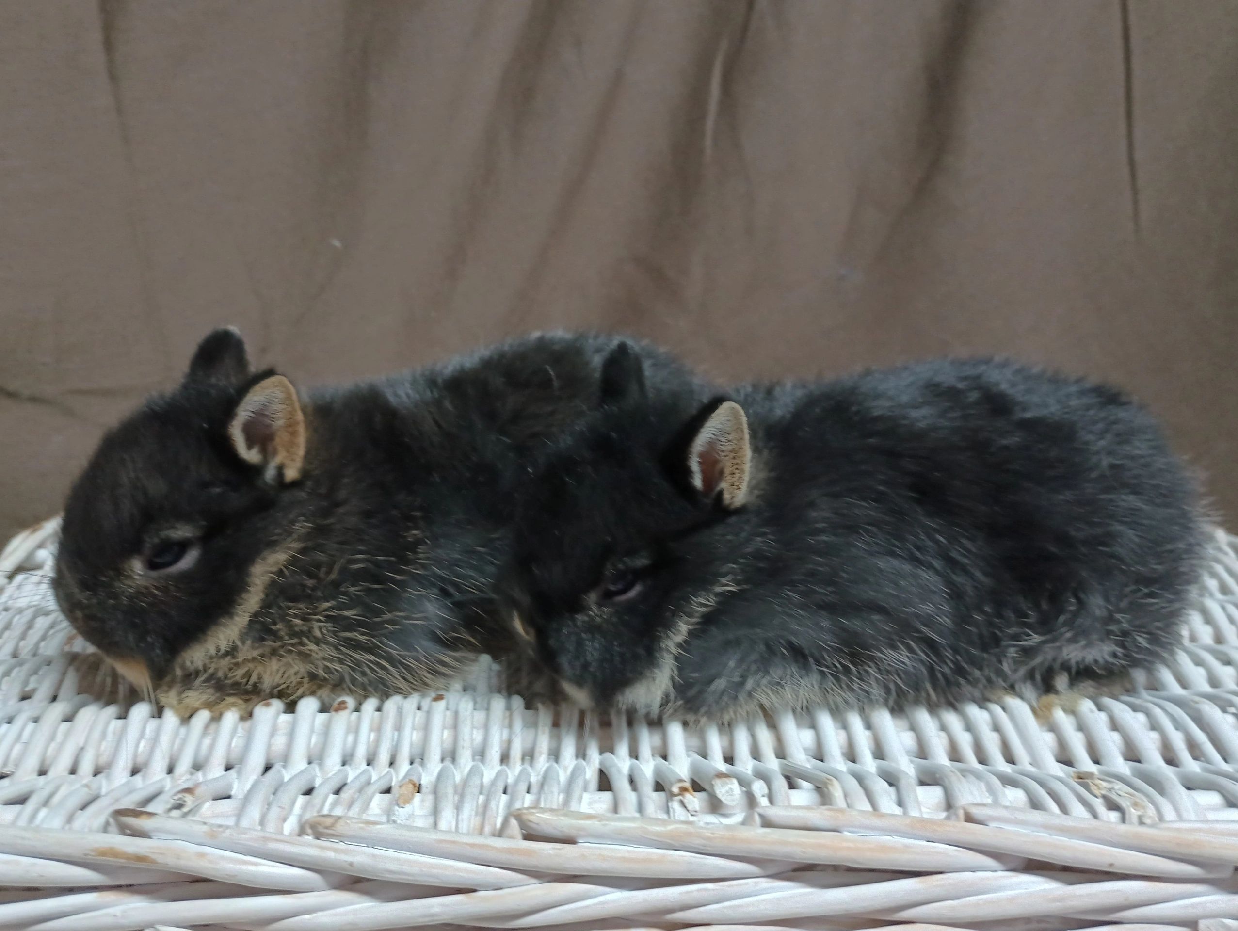 Upcoming Litters