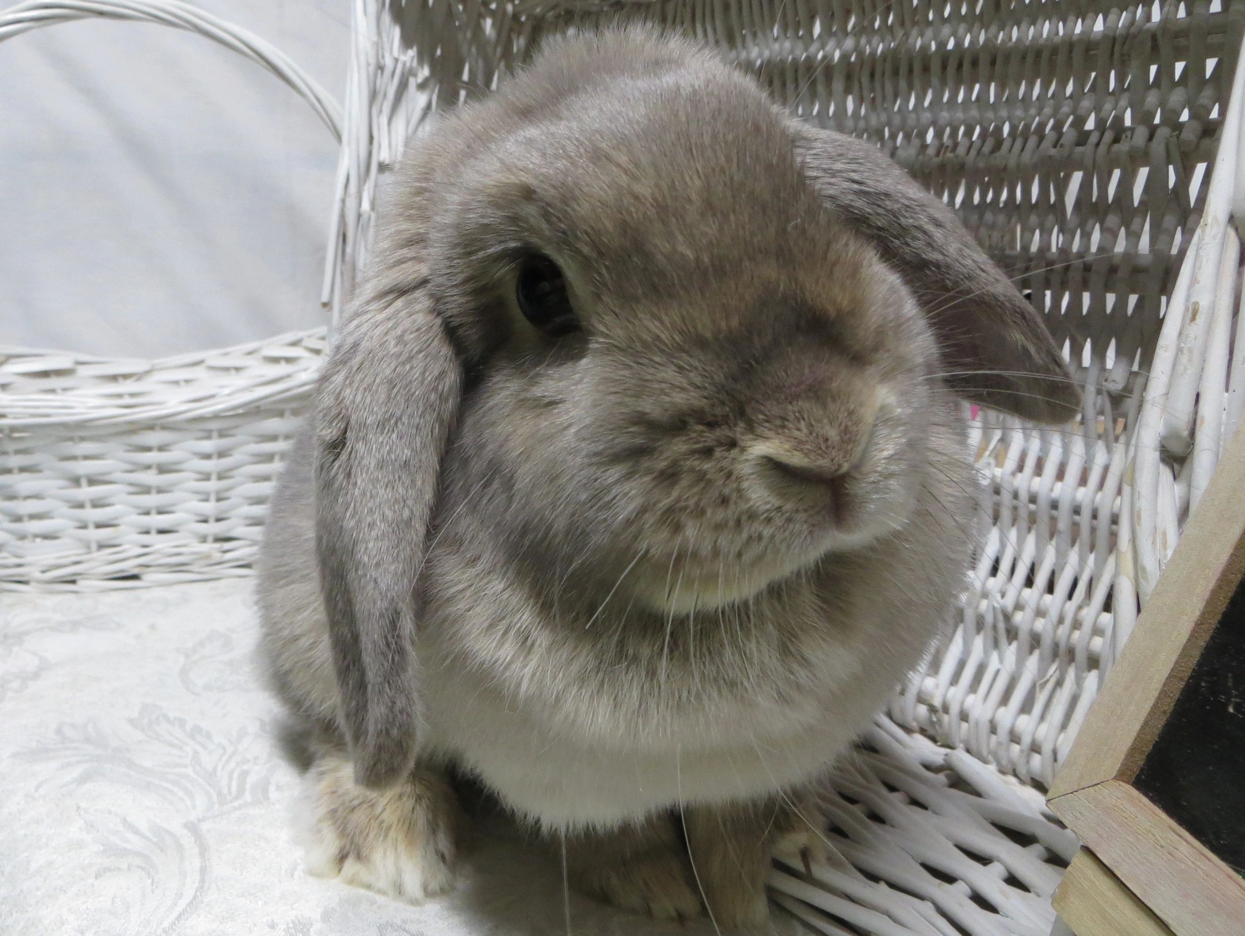 Holland Lop Doe - ID KRD10 
Clementine - Pedigree Vienna Carrier 
Color:  Chinchilla - Chocolate - V