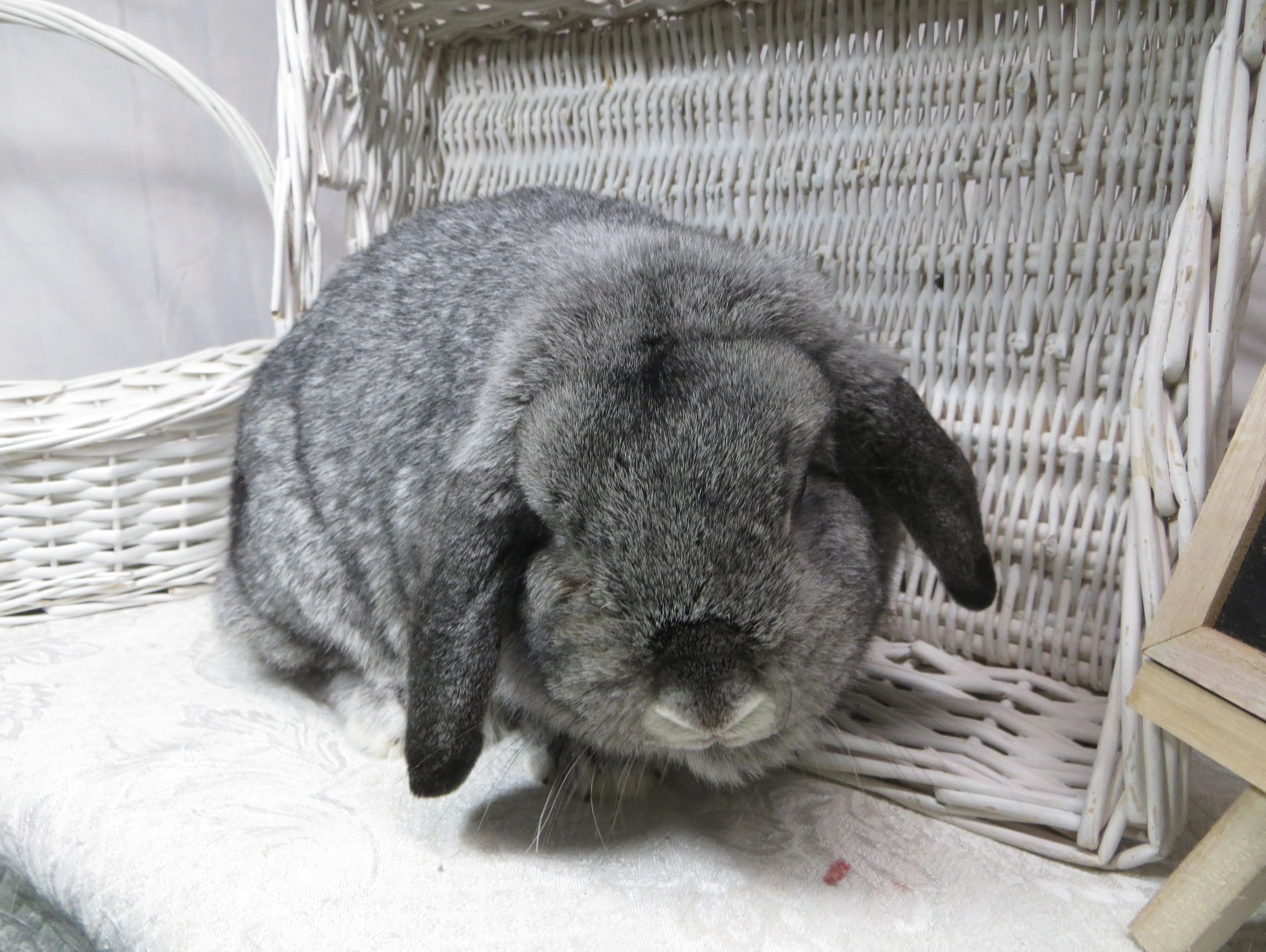 Holland Lop Doe - ID KRD07
Clover - Pedigree (No VC/VM)
Color:  Chinchilla
 - Not For Sale -