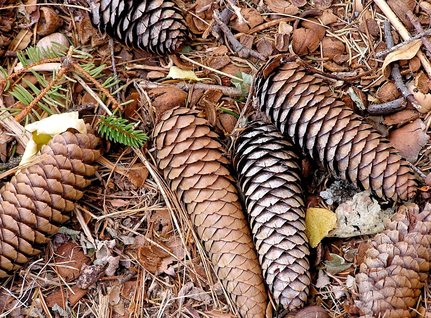 Are Pinecones Safe for Bunnies to Chew?