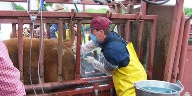 Heifer Spaying - Daryl G Meyer, DVM - Heifer, Veterinary | Heifer ...