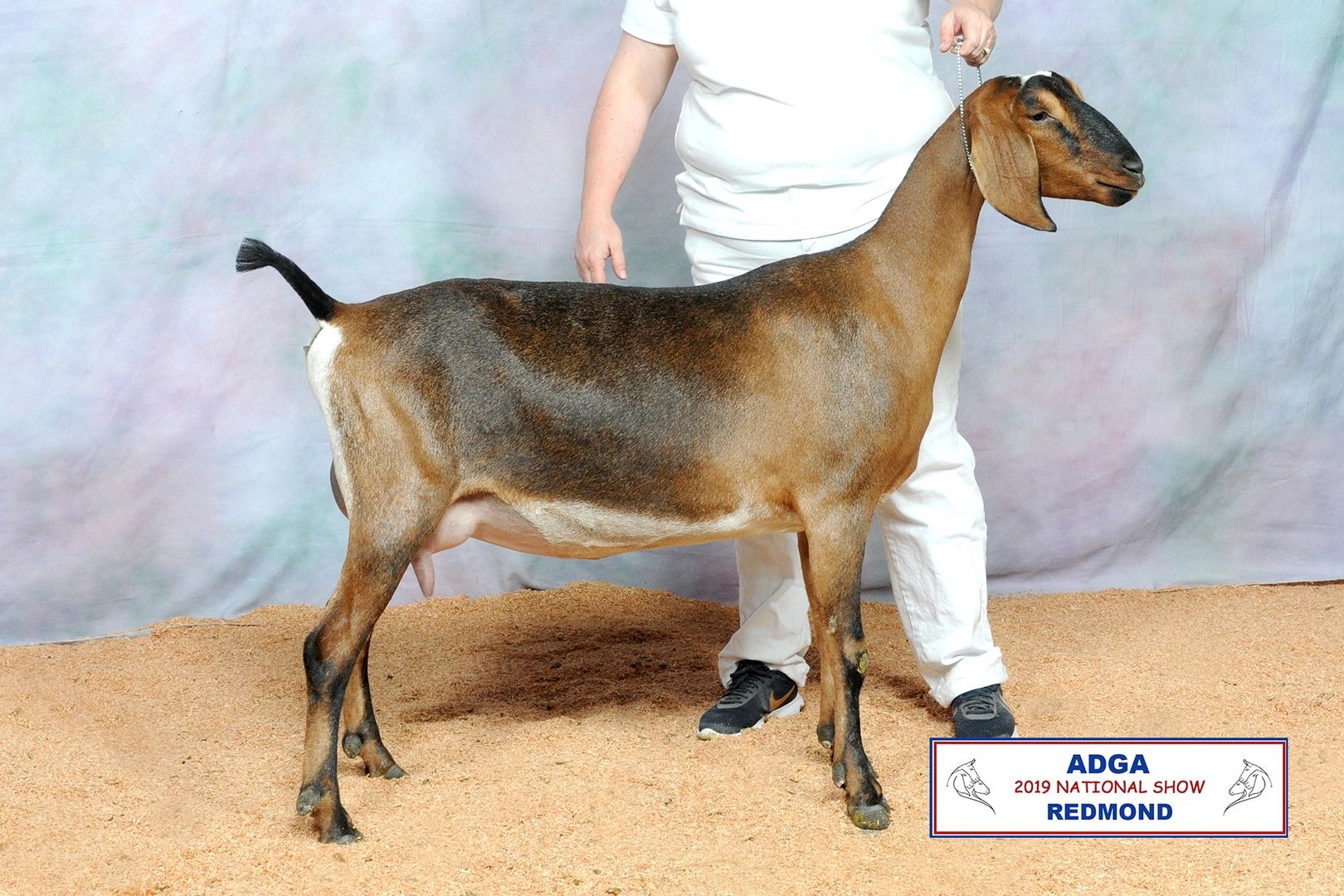 ADGA Nubian Dairy Goat