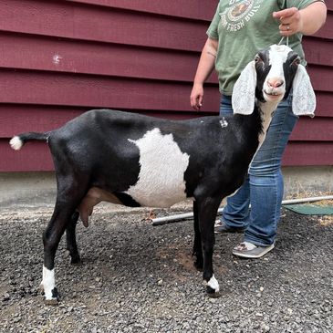 Dahlia May’s Farm Y Celeste