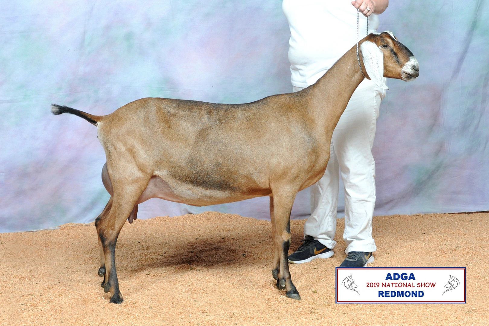 Nubian Goat