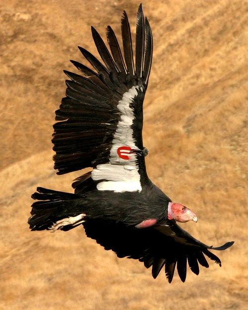 Cambria Welcomes Condors
