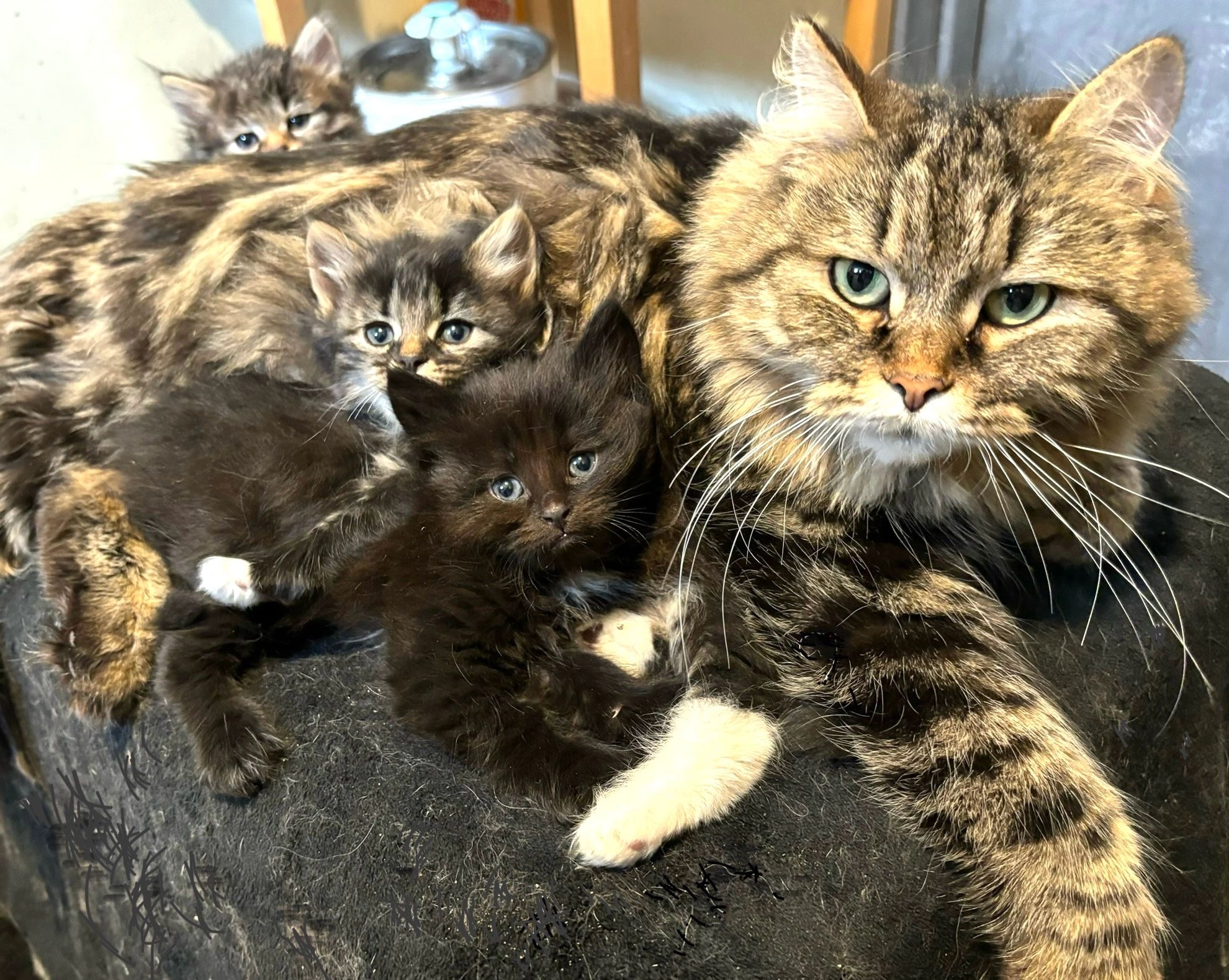 Petite Siberians