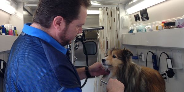 A man grooming a Shetland Sheepdog in a mobile grooming van.