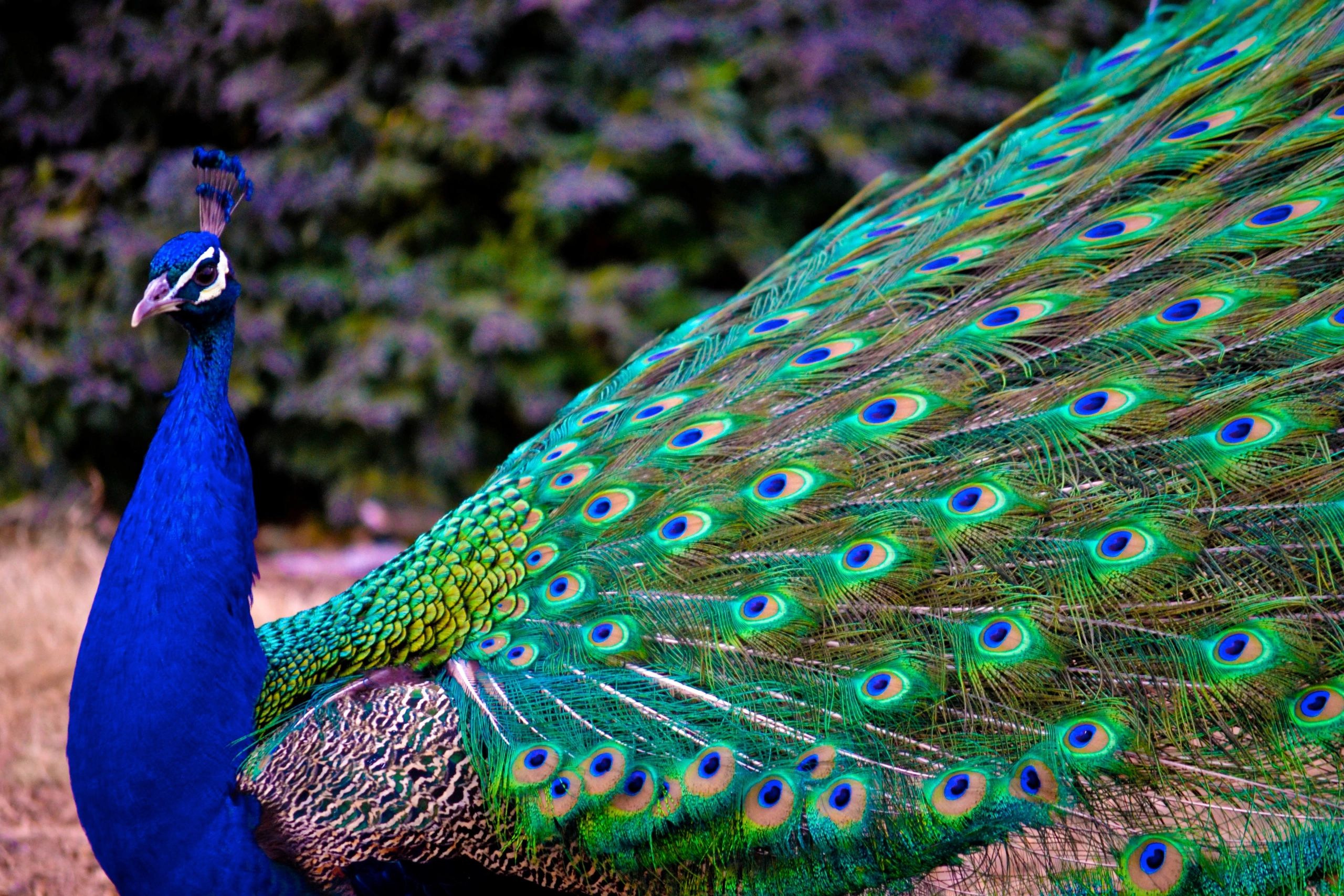 Peacock Free Streaming Service