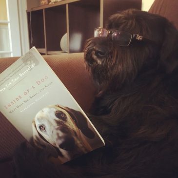 Cute black bearded dog wearing reading glasses and reading a book titled "Inside of a Dog"