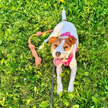 Happy small terrier dog with tug toy laying down on grass