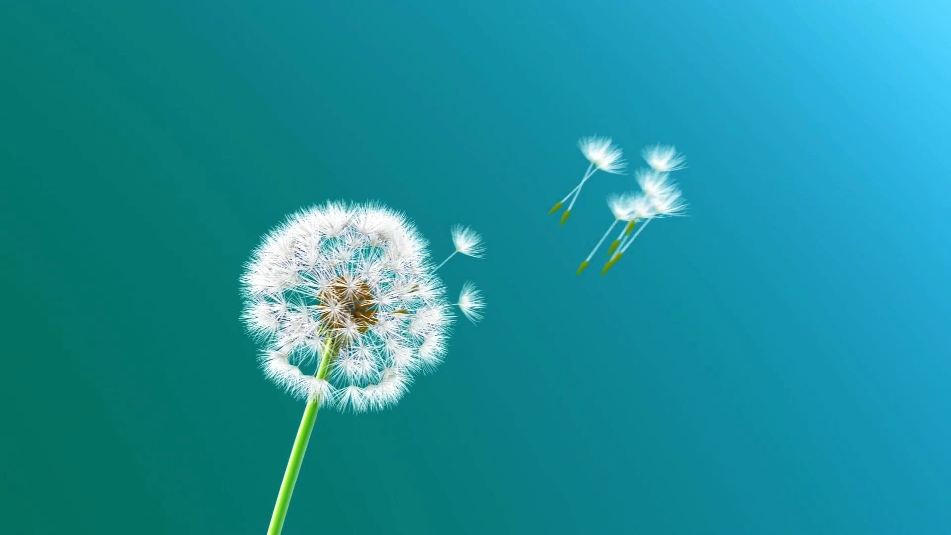 https://img1.wsimg.com/isteam/ip/151c1d64-0512-4f2e-9c1a-549c0307223b/thumbnails/thumbnail-43721644-4c4b-40db-8aea-36d32599fa70.png