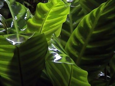 Green striped leaves with water droplets.
