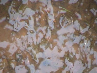 Water surface with reflections over muddy ground.