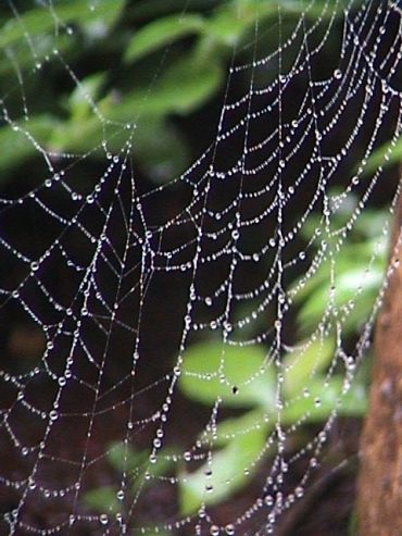 Spider web with morning dew in a forest.