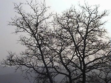 Bare tree branches against a gray sky.