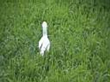 A white bird standing in green grass.