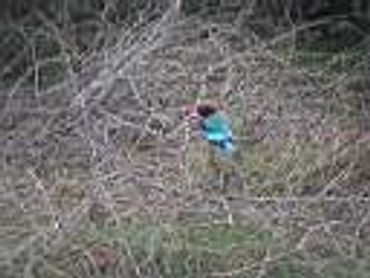 Bird perched among dense dry branches.