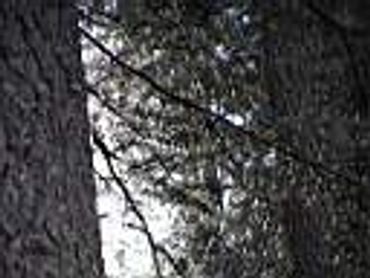 View between two tall tree trunks showing branches and sky.