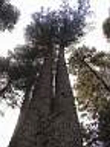 Tall tree trunk viewed from below.