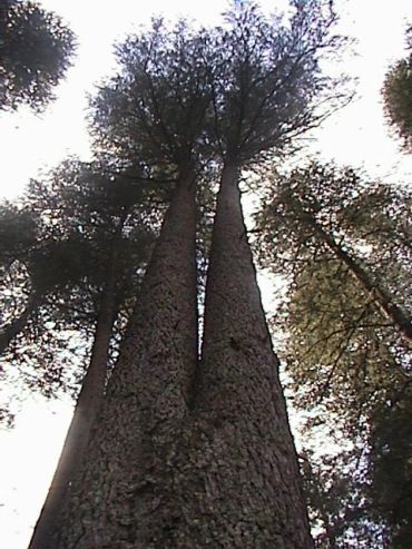 Tall trees viewed from below towards the sky.