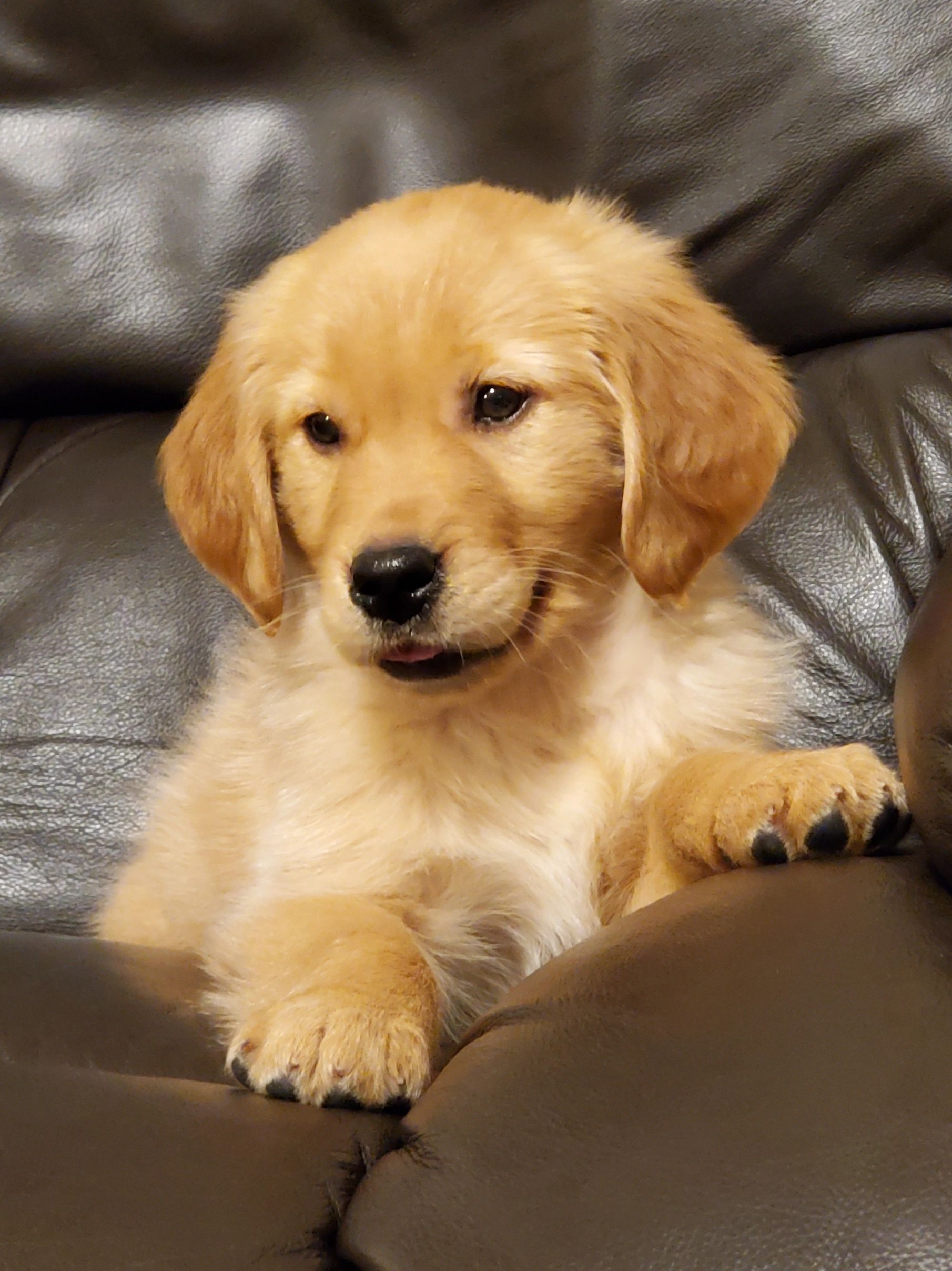 Walker Hollow Golden Retrievers: Elite Golden Retriever Puppies: We raise Golden  Retrievers because we love this breed and are committed to quality not  quantity puppies. We are small country raised breeder in