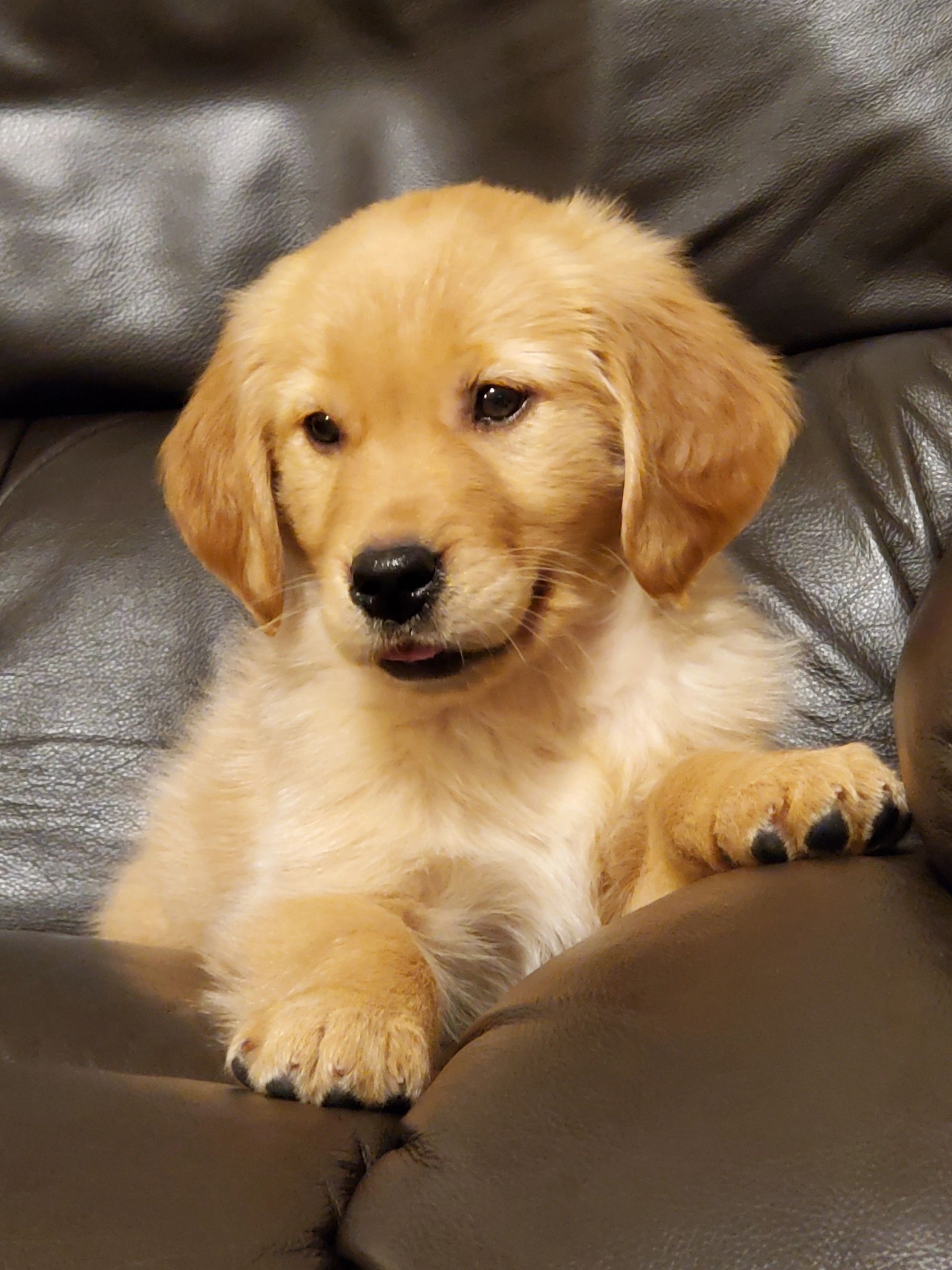 Golden Retriever Puppies: Everything You Need To Know