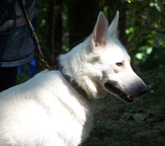 White GSD | K9 Pines Home of the Blue, Brindle, Isabella, Liver, Panda