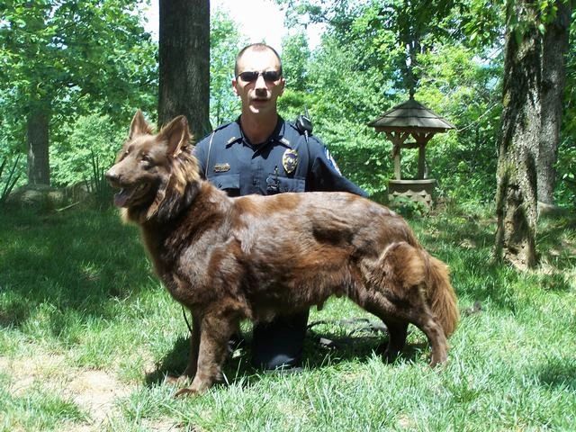 Liver GSD | K9 Pines Home of the Blue, Brindle, Isabella, Liver, Panda