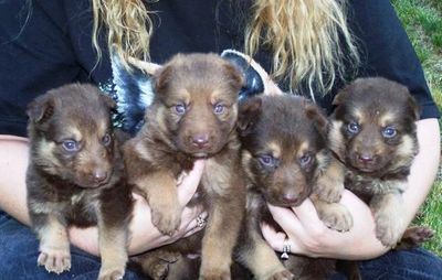 liver  colored german shepherds