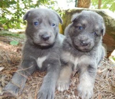 Blue Gsd K9 Pines Home Of The Blue Brindle Isabella Liver Panda German Shepherds